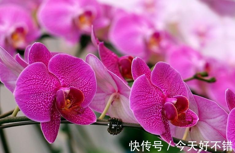 此种花，在南方好养，但在北方却很难养，你家是否也有