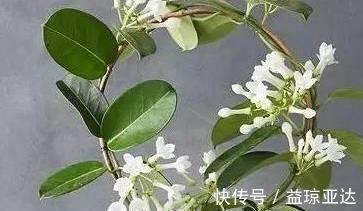 茉莉花|养护茉莉花爆满盆有诀窍，养花高手都这样做，轻松开花长达一年