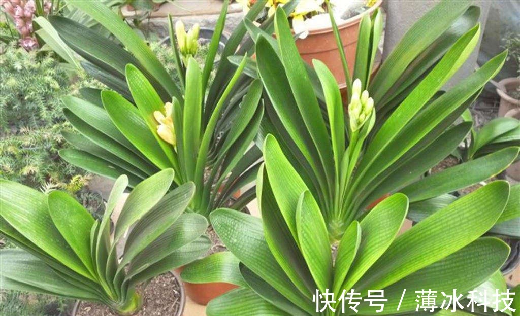 瓜子皮|什么花生壳、瓜子皮都不如“两种肥”,拿来养君子兰,叶绿花更旺