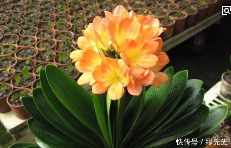 不同的君子兰价格天壤之别，教你如何识别君子兰！