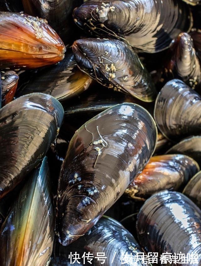 海鲜|比花甲便宜的海鲜，常被误以为是蔬菜，营养丰富，胜过牛羊肉