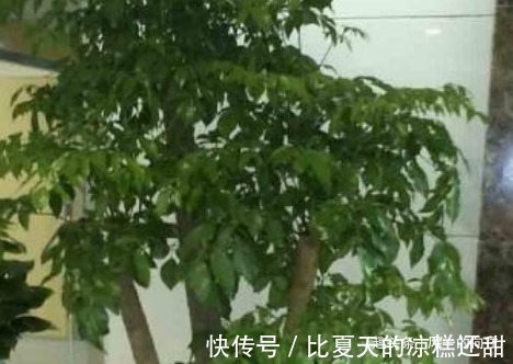 有钱人最喜欢这几种花，招财又能接好运，没钱的赶紧养