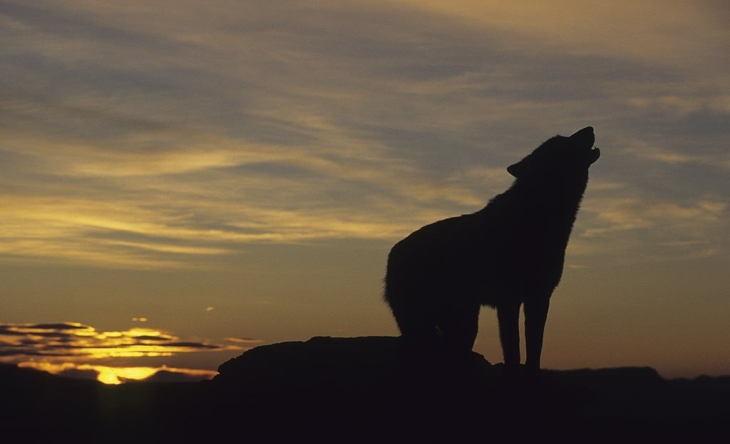 原型|它是西域古国,也是《西游记》中乌鸡国的原型,境内真有流沙河
