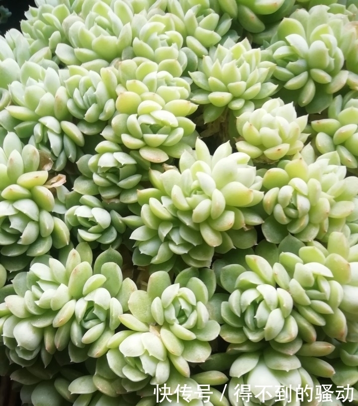 养多肉的心情说不清,都在照片里了