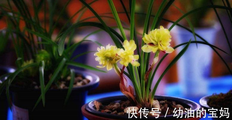 花友们|退休老夫妻传授经验：冬天暖房养兰花，抓住这3点很关键