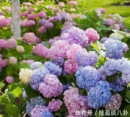 绣球花|绣球长出花苞有“三怕”，难怪黄叶不开花，现在纠正还不晚