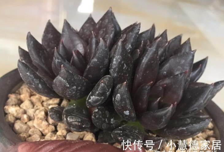 黑夜|多肉古紫颜色黑到没朋友，养好之后又酷又飒，宛若黑夜里的骑士
