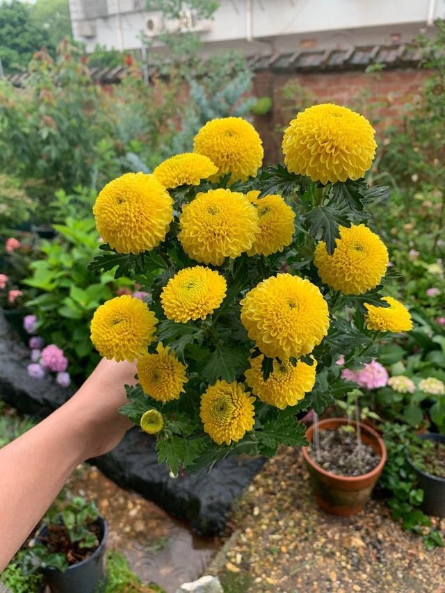 花卉|此花“圆滚滚”，寓意爱情美满，家养一盆，年年赏花不停歇！