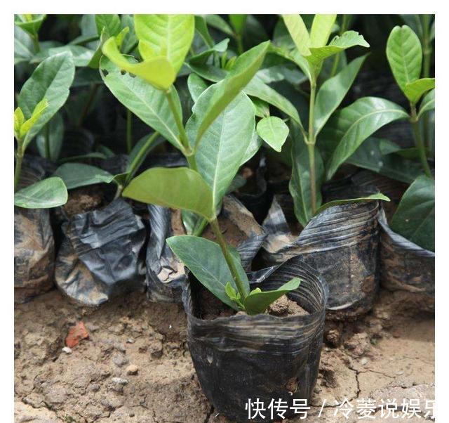 根系|新买的栀子花,黄叶掉花苞,猫腻全在花盆里,看一眼就明白