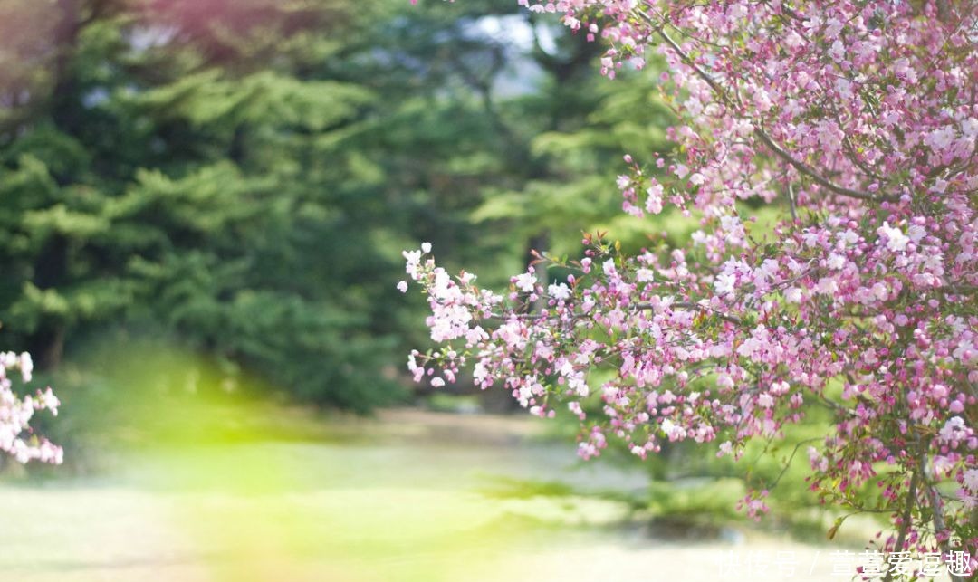 庭院种什么树最吉利,还好看?