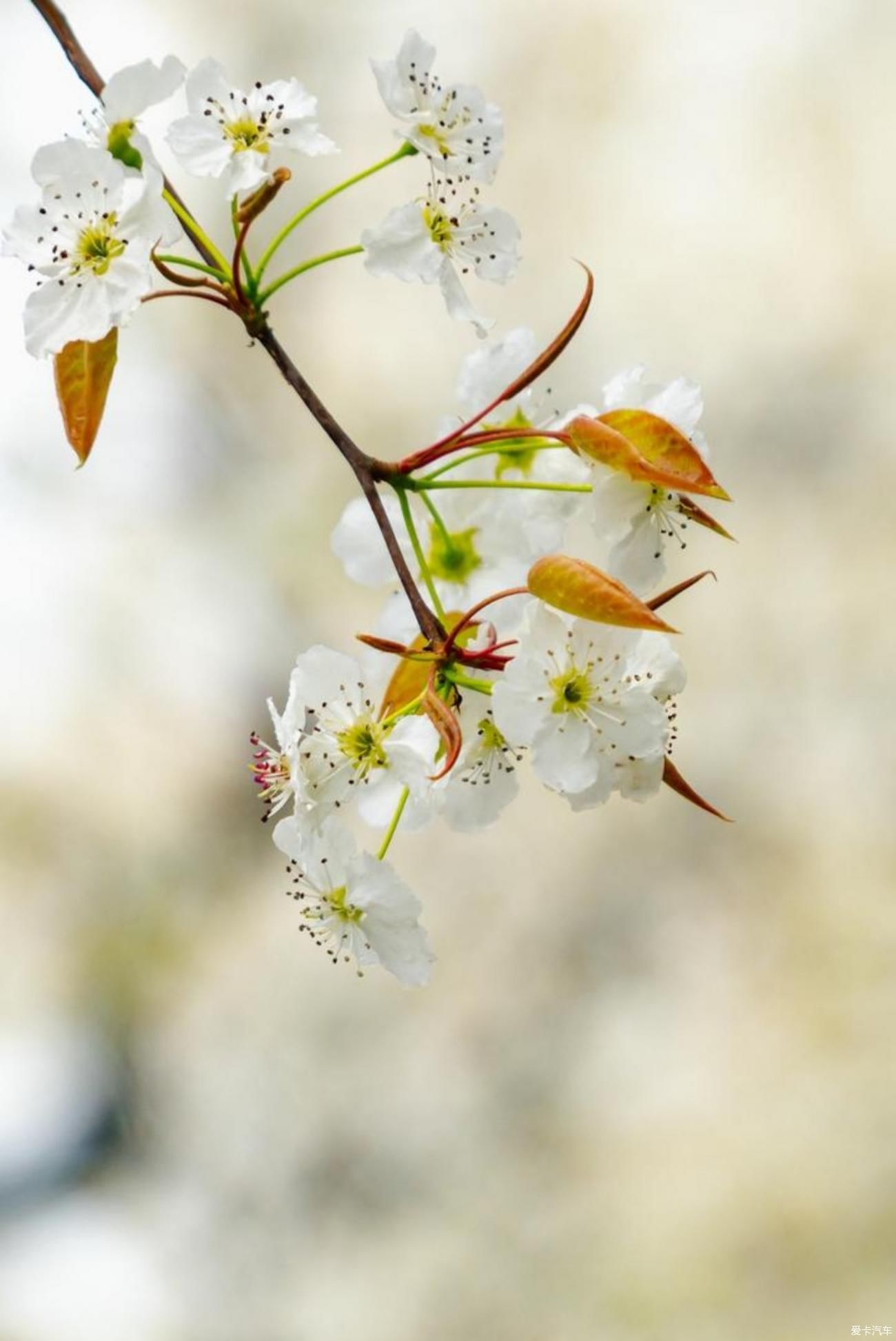 梨花一枝春带雨，梨兰相会总关情