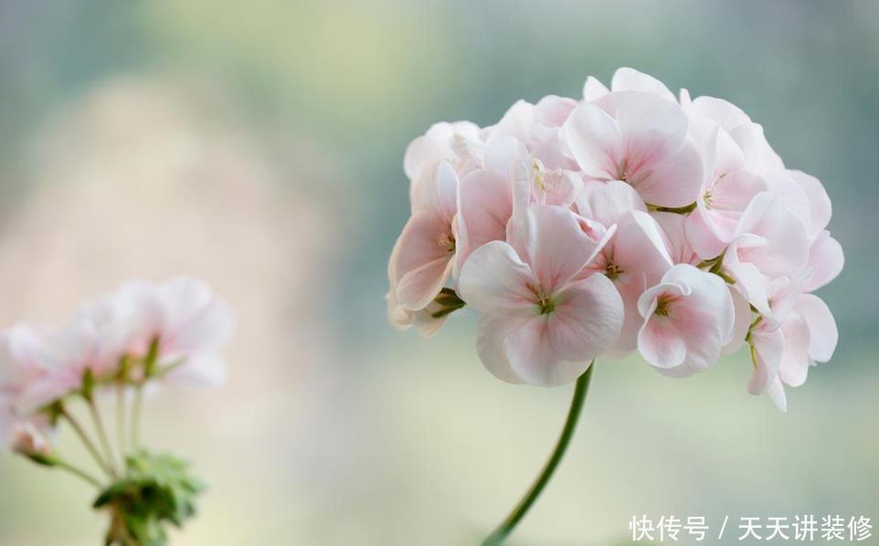 又雅又香又上档次，5种兰花推荐你，有面子