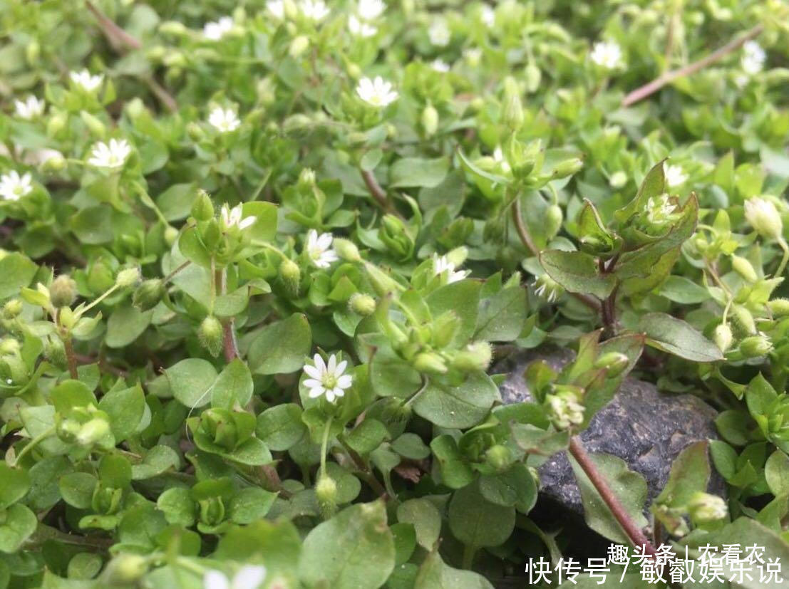 农民见了连根拔,殊不知是价值珍贵的“和尚菜”,有乌发作用