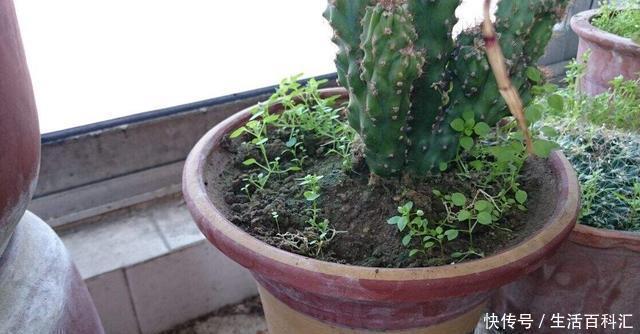 养分|羊粪养花好?3个害处不知道,越养越心烦,还很容易养死