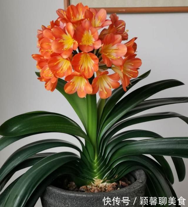 家里有6种花，赶紧擦点啤酒，保管长得绿油油，效果比施肥还好