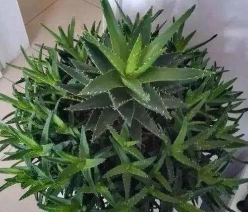 养花选什么省心首选6种植物,适合养室内,格外好打理