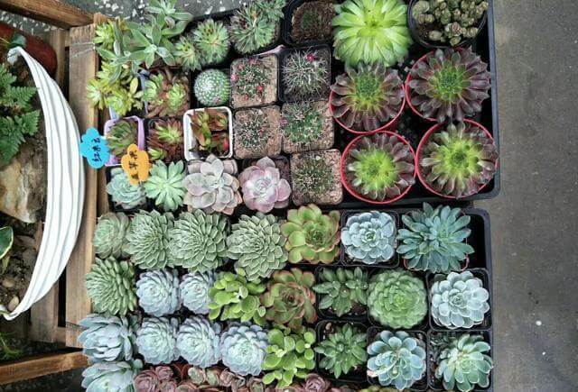 多肉植物用瓷盆栽种还是塑料盆好多肉植物有哪些养殖技术