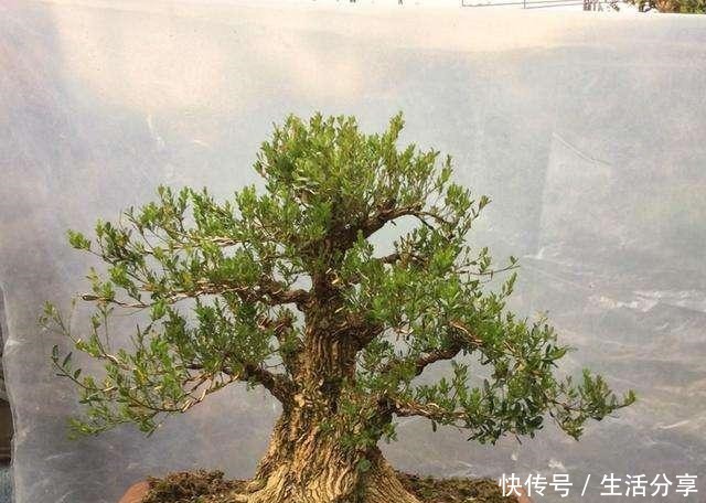 黄杨|云贵大山的“黄杨市场”,是“原则”与艺术的碰撞,你站谁呢!