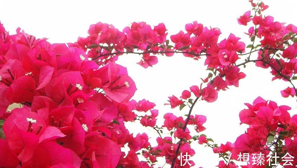 此花所开出来的花朵和叶子很像，就像是五颜六色的叶子一样