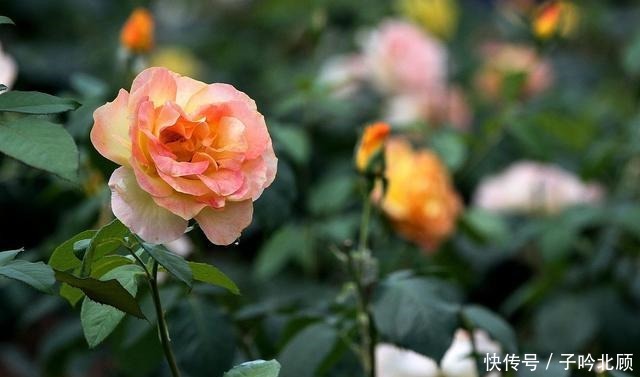 卖花人的5个“谎言”，你信了吗反正我不信！