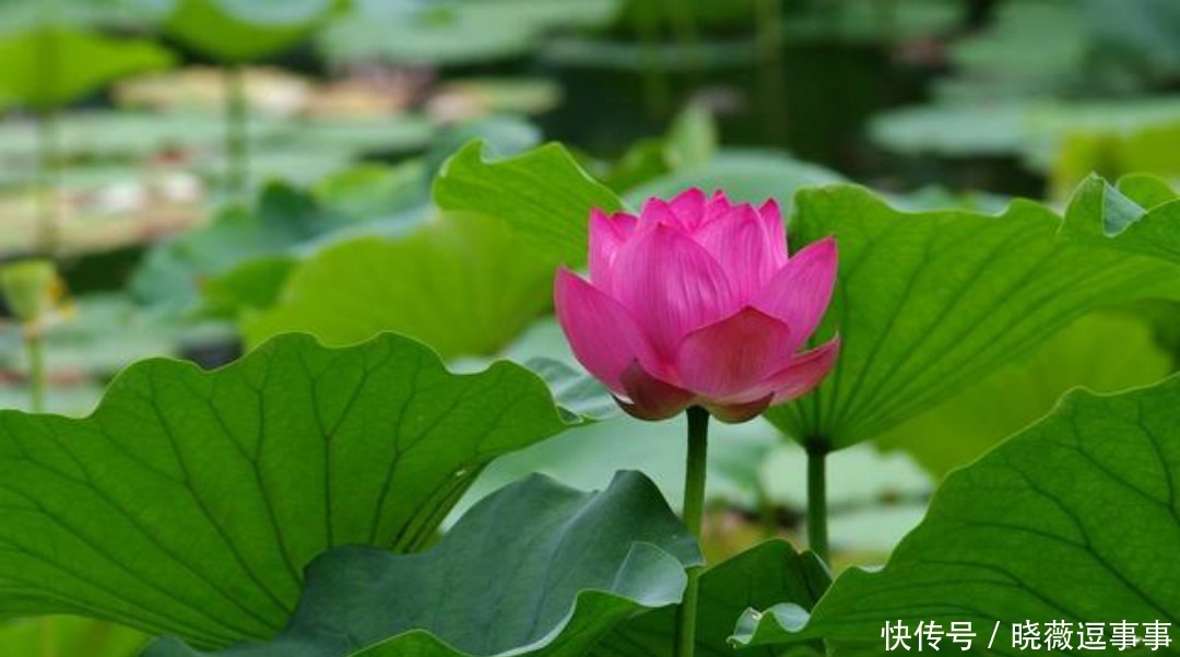 不会泡妞的男生应该学李商隐,看他如何追女票,用一首诗打动美人