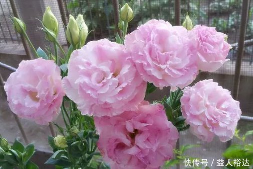 玫瑰花|花开似玫瑰，人称“无刺玫瑰”，一年开花240天，是国际流行花