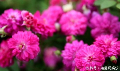 爆盆|喜欢玫瑰,不如试试“高档玫瑰”甜蜜马车,花团锦簇,花开爆盆美