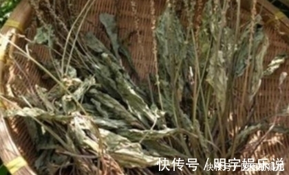 药用|农村路边常见的一种野草，功效堪比人参，既可药用又可食用