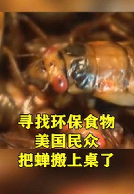 巧克力|美食专家鼓励美国民众抓蝉吃：别嫌弃！可炒可炸！