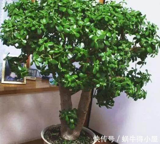 枝条|家庭养这“2种”树，3年就能成“老桩”，不仅好看，而且身价高！