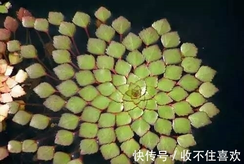 植物|神“造”般的植物奇景,仿佛画作精品,小编已深深着迷!