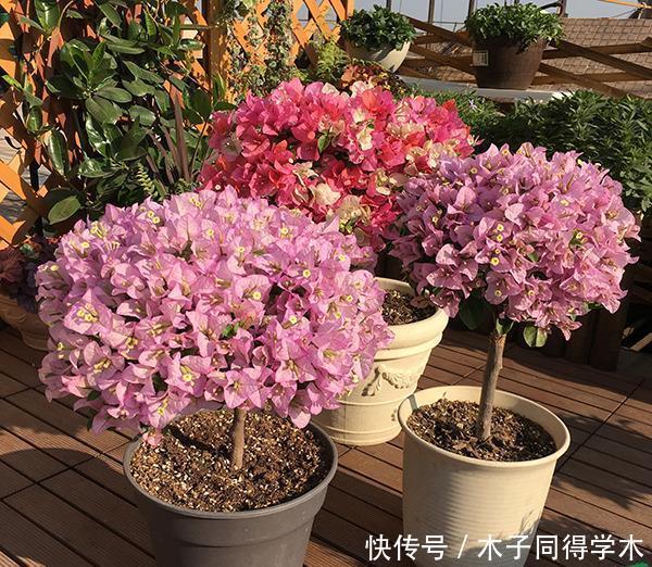 养花施肥不用多,3种肥料管一切,叶子油亮花开多