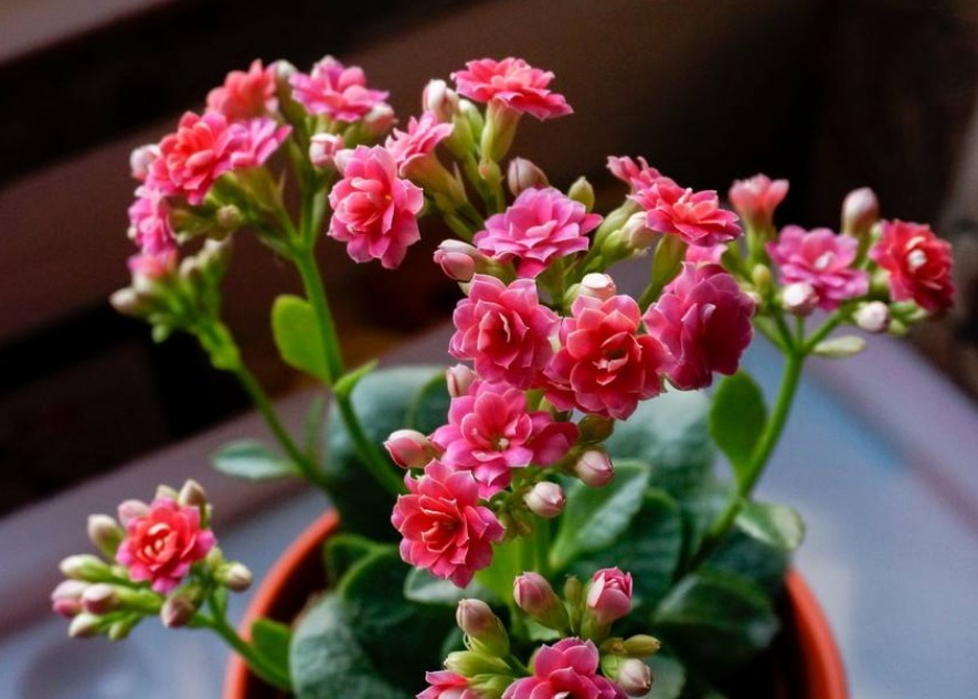 长寿花很难开爆盆，“4种”技巧掌握了吗学会了，花朵惊艳美丽