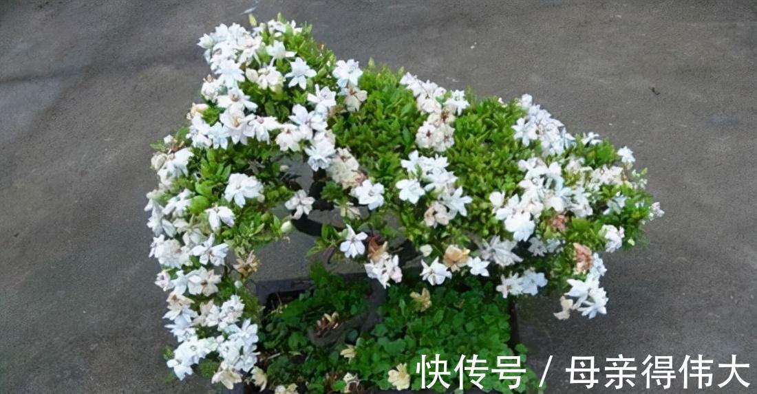 见过栀子花玩命开花吗,7天喝一点它,开得惊艳,美哭