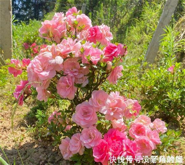 皋月杜鹃|比兰花还值得养的盆栽花,寿命长,越养越漂亮,越养越值钱
