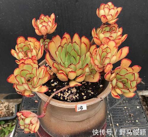 灵隐|此款多肉植物,颜值高好养护,叶尖红红的,谁见了都夸美!