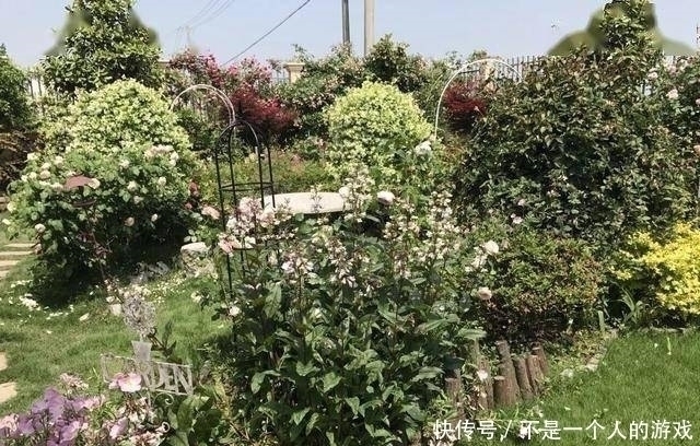 铁线莲|78岁爷爷改造荒废院子，为孙女建起一片花园