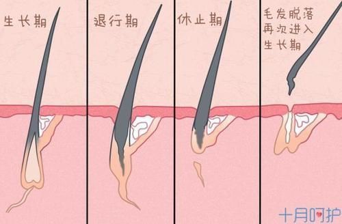 冬天|为什么冬天洗头掉发更多?别再吓唬自己了!