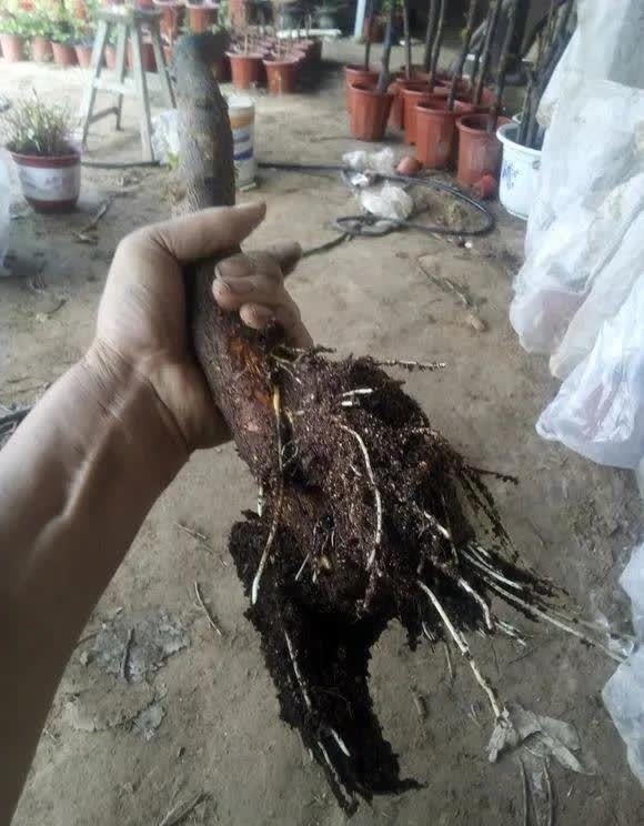 剪根粗枝插土里，2周能生根，一年长成大老桩