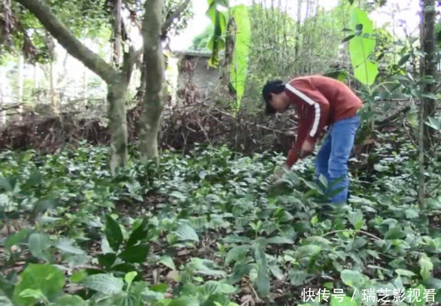  叶子|味道媲美紫苏的叶子，识货人当宝，不懂的当草，用来做菜味道一绝