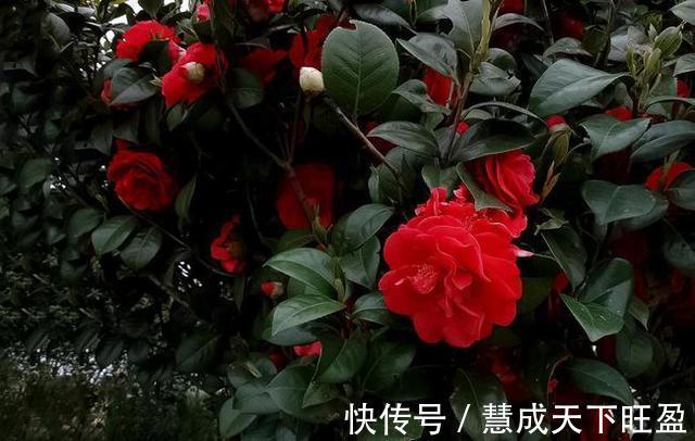 月季|放弃月季吧,此花浇水就能活,赛过牡丹,抗旱又扛冻