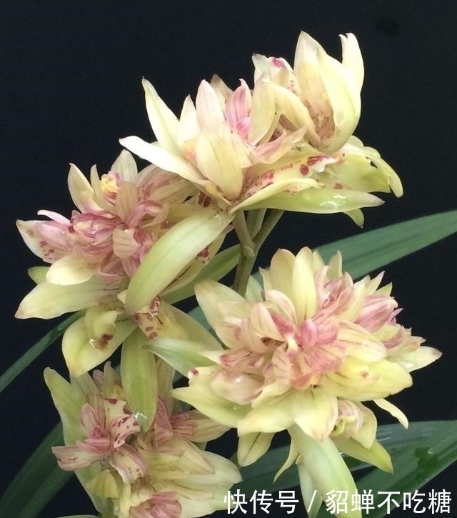 喜欢香味花卉的选它准没错，半年的花期，比较好养