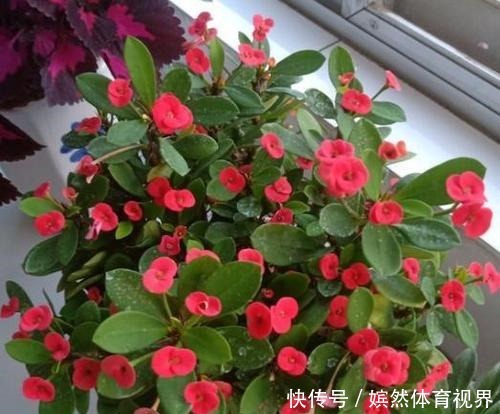 花期最长的4种花，一年不停歇开花，快看看你养过没？