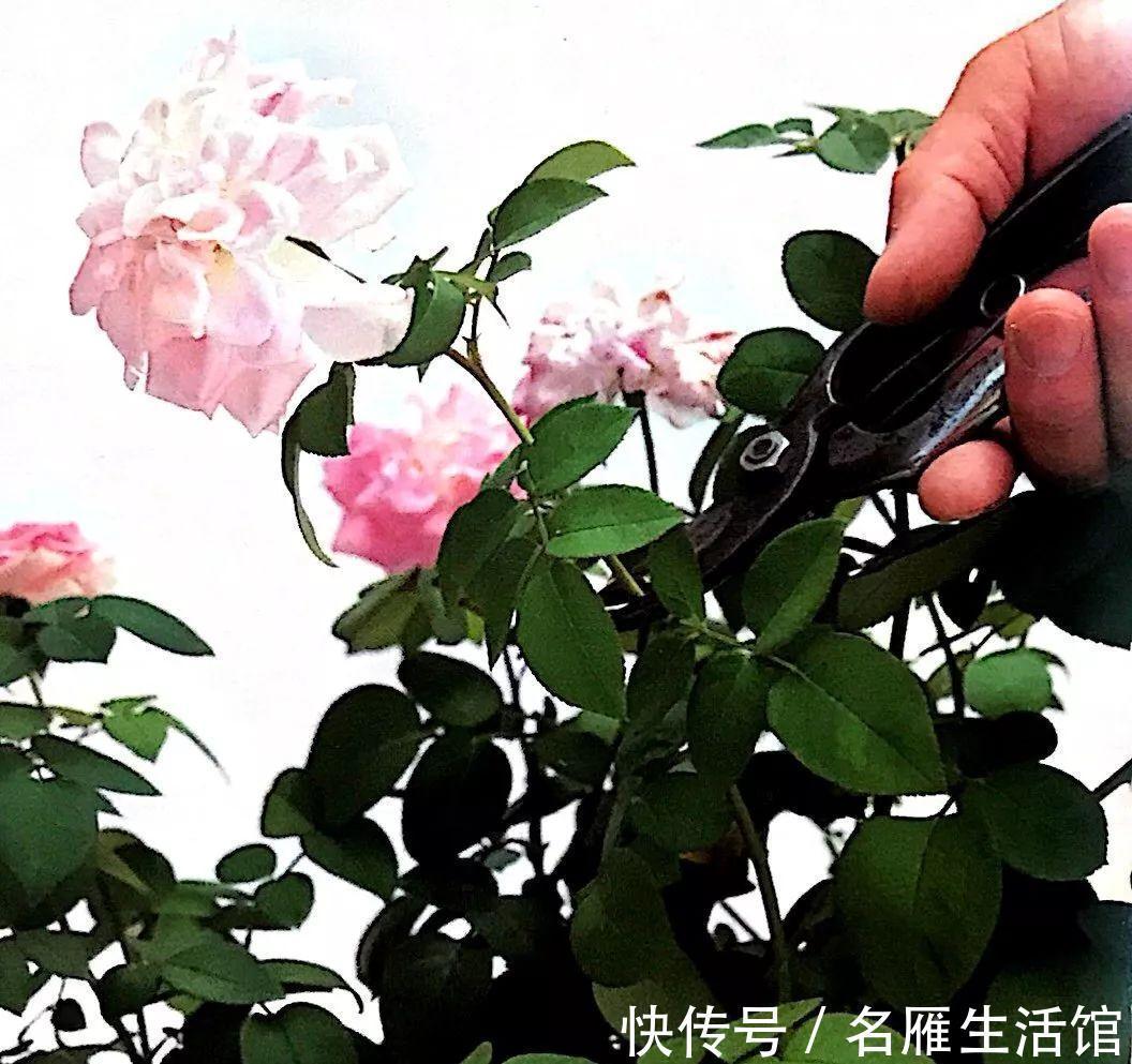 5种花“漂亮花”,十月大降价,便宜也别买,白白浪费钱