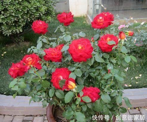  君子兰|养花不开花，原来是盆里缺了它，只加一点点，飞快开满花