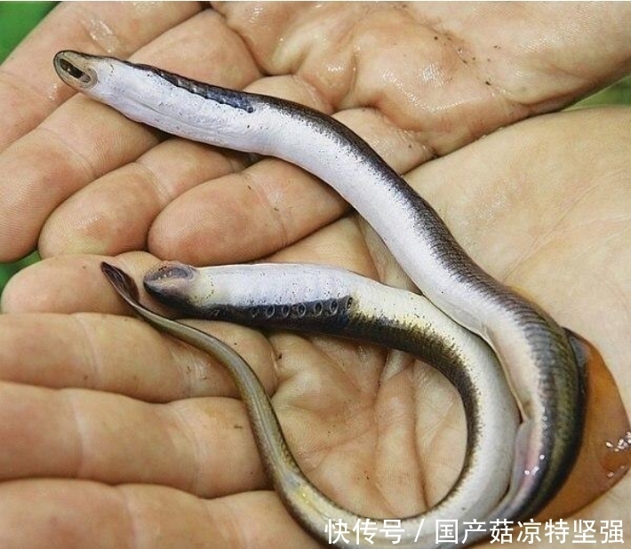 不知所措|男子夜钓发现怪异生物, 捞上不知所措, 网友: 油炸最美味