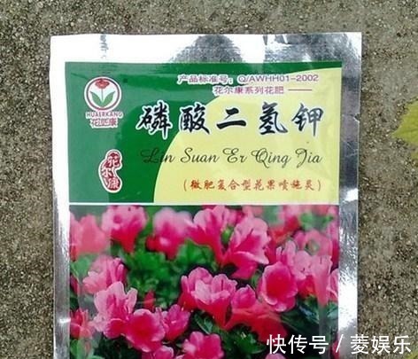 施用|养君子兰用点它，三天生根，10天就发新叶，植株健壮挺拔