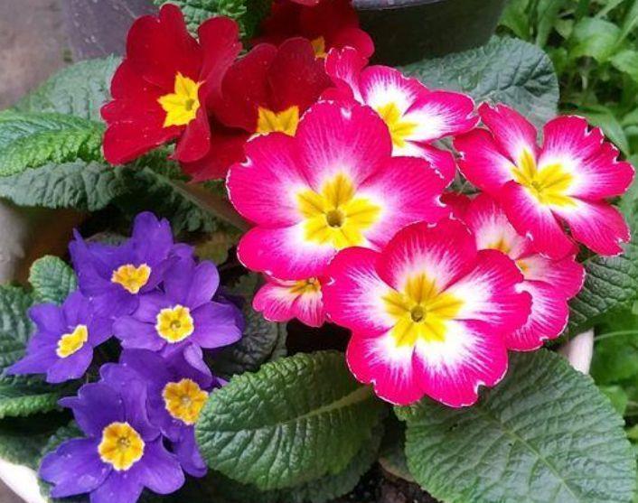 4种花是开花机器,妖艳妖娆,花色鲜艳,一开就停不下来