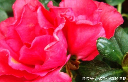 家养杜鹃花总是难开花,学会这三个小技巧,轻松花开爆满盆