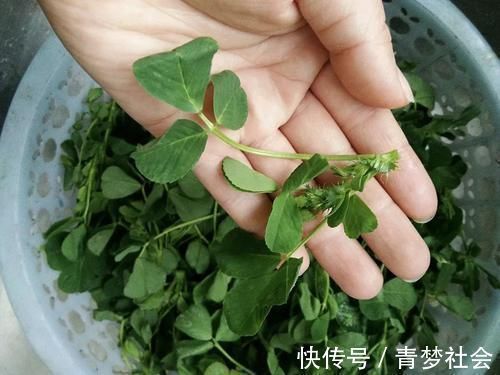 草头|它被称为“牧草之王”，在城里却成了营养野菜，10元1斤很畅销